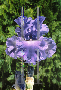 Picture of Iris germanica 'Yaquina Blue'