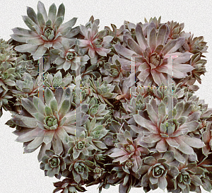 Picture of Sempervivum  'Red Beauty'