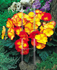 Picture of Begonia  'Pin-UpFlame'