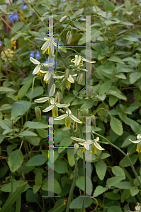 Picture of Albuca spiralis 