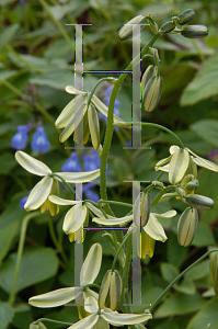 Picture of Albuca spiralis 