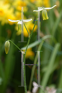 Picture of Albuca spiralis 