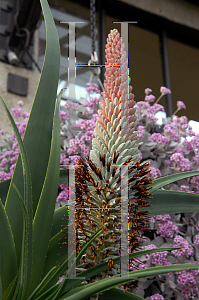 Picture of Aloe speciosa 