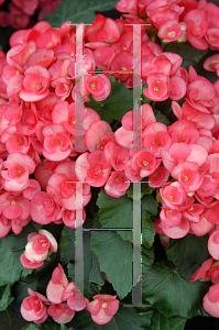 Picture of Begonia x hiemalis 