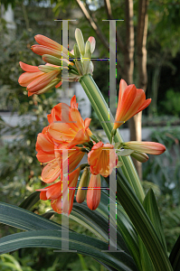 Picture of Clivia miniata var. citrina 'Variegata'