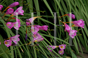 Picture of Freesia corymbosa 