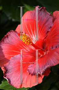 Picture of Hibiscus rosa-sinensis '~Species'