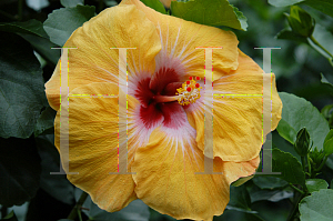 Picture of Hibiscus rosa-sinensis 'Jason'