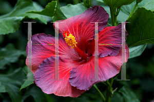 Picture of Hibiscus rosa-sinensis 