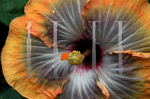 Picture of Hibiscus rosa-sinensis 