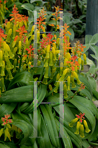 Picture of Lachenalia aloides 