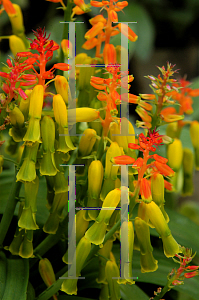 Picture of Lachenalia aloides 