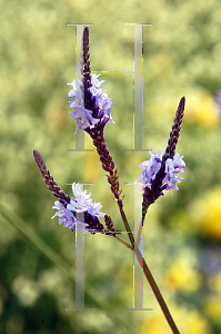 Picture of Lavandula buchii 