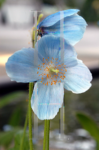 Picture of Meconopsis betonicifolia 