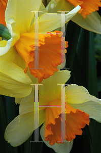 Picture of Narcissus  'Fortissimo'