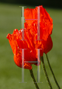 Picture of Papaver orientale 