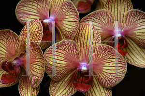 Picture of Phalaenopsis x 'Blandans Kaleidoscope'