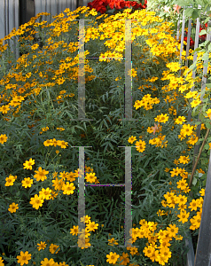 Picture of Tagetes lemmonii 