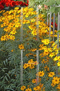 Picture of Tagetes lemmonii 