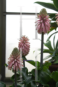 Picture of Veltheimia bracteata 