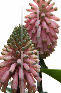 Picture of Veltheimia bracteata 