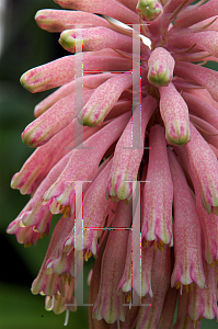 Picture of Veltheimia bracteata 