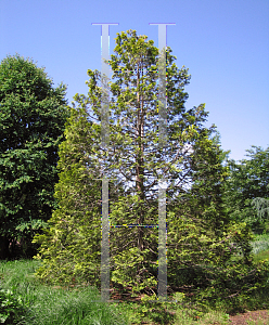 Picture of Chamaecyparis obtusa 'Crippsii'