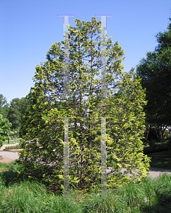 Picture of Chamaecyparis obtusa 'Crippsii'