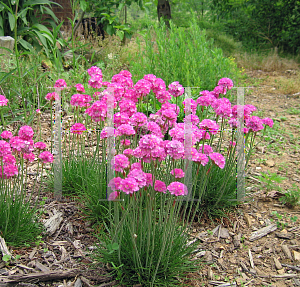 Picture of Armeria maritima 'Pink Lusitanica'