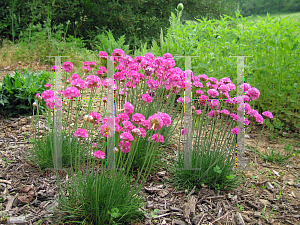 Picture of Armeria maritima 'Pink Lusitanica'