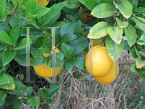 Picture of Citrus limon 'Meyer'