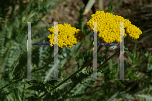 Picture of Achillea  'Coronation Gold'