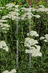 Picture of Achillea millefolium 'Snowsport'