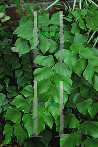 Picture of Adiantum trapeziforme var. braziliense 