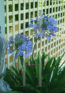 Picture of Agapanthus africanus 