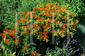 Picture of Asclepias tuberosa 'Gay Butterflies'