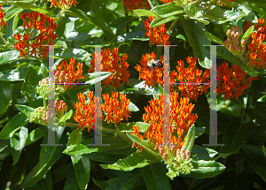 Picture of Asclepias tuberosa 'Gay Butterflies'