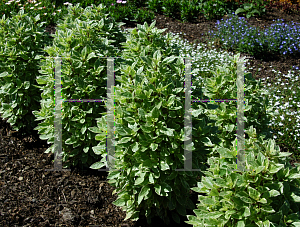 Picture of Ocimum basilicum 'Pesto Perpetuo'