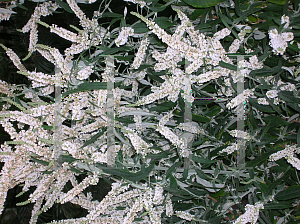 Picture of Buddleia asiatica 