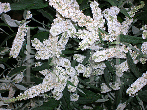 Picture of Buddleia asiatica 