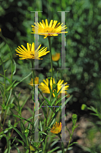 Picture of Buphthalmum salicifolium 