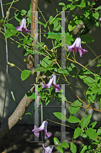 Picture of Clematis (z)(Viticella Group) 'Betty Corning'