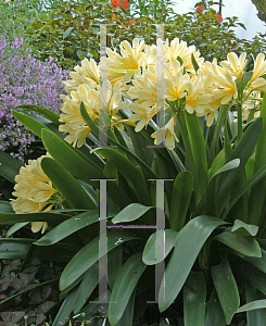 Picture of Clivia miniata var. citrina 