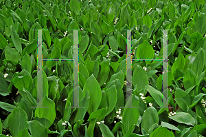 Picture of Convallaria majalis 