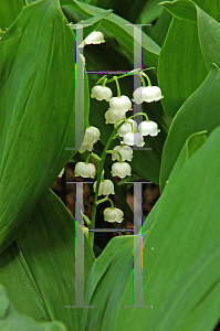 Picture of Convallaria majalis 