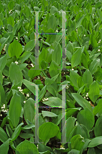 Picture of Convallaria majalis 