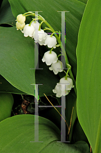 Picture of Convallaria majalis 