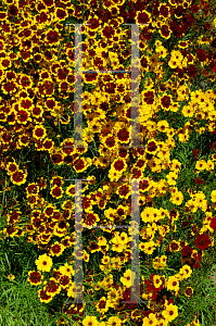 Picture of Coreopsis tinctoria 