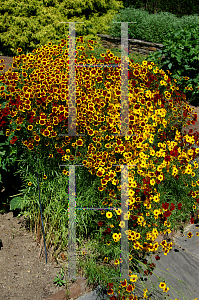 Picture of Coreopsis tinctoria 