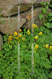 Picture of Corydalis lutea 